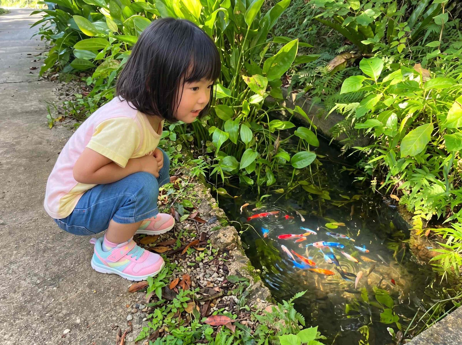 鯉が泳ぐ小川を覗き込む子供