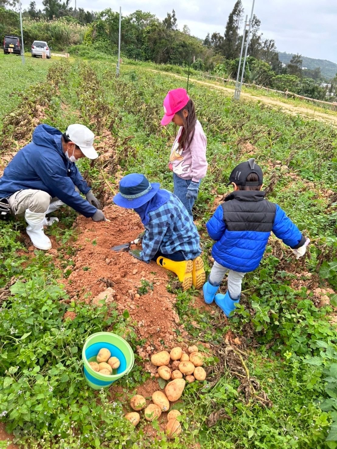 子供たちのじゃがいも収穫体験